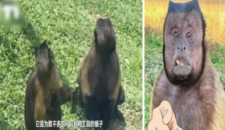合肥野生动物园一猴子“丑”出圈 保育员回应