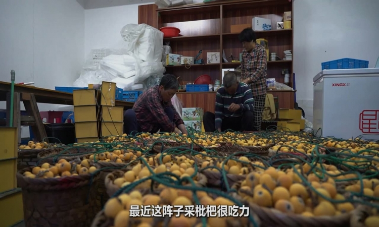 枇杷收获季 果农的十二时辰