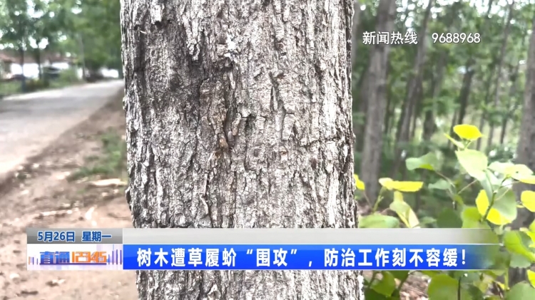 防治草履蚧刻不容缓
