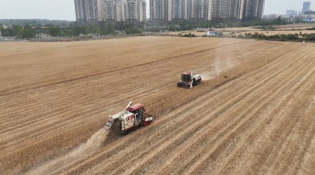 新站社区首开湖滨新区夏收第一镰