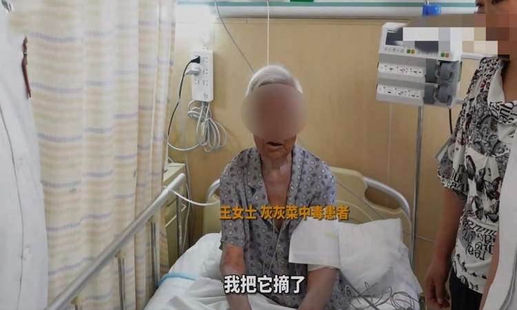 危险！78岁老人吃灰灰菜中毒进医院抢救