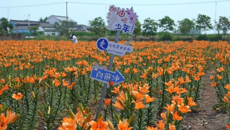 70亩百合 开出“花”样经济