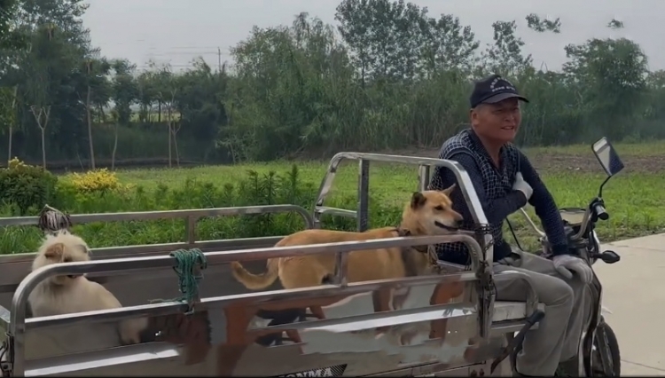 发现村里每年给狗狗发奖状