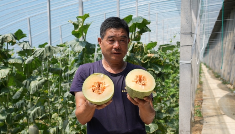 大地“丰”歌 | 西州蜜瓜即将上市 糖分15甜蜜蜜