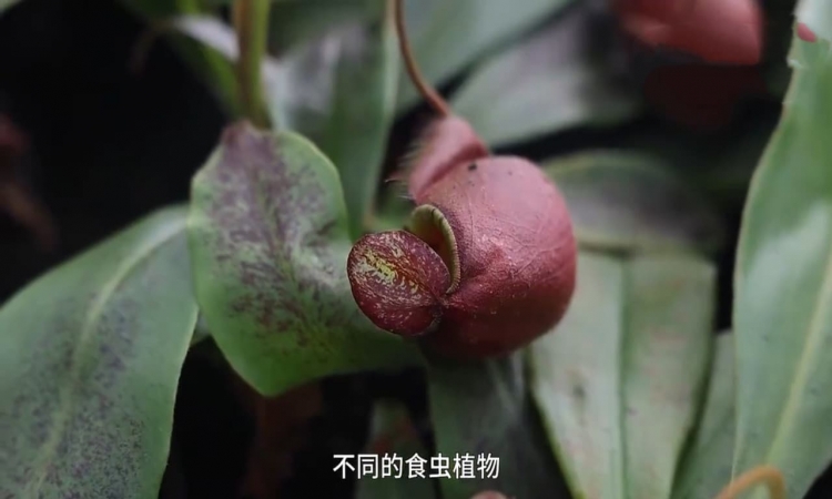 浙江一神奇大棚聚集全球植物界吃货