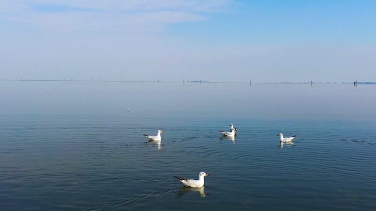 美！三里湿地焕新颜 碧水飞鸟入画来