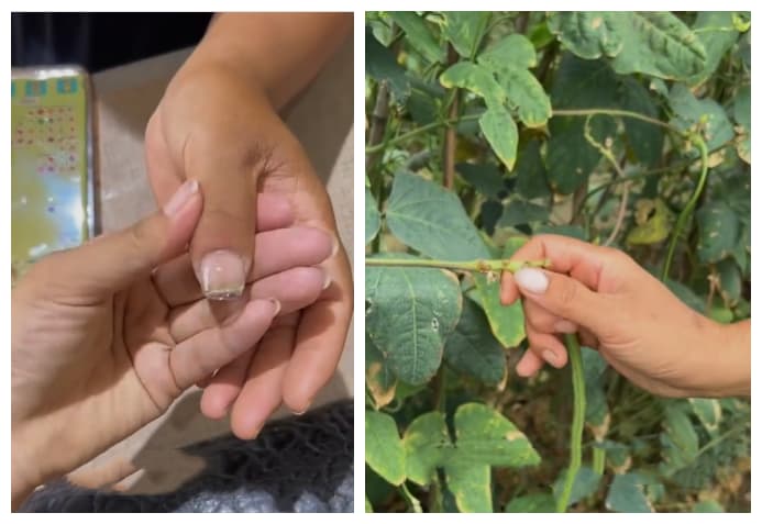 大爷大娘为掐豆角组团做美甲