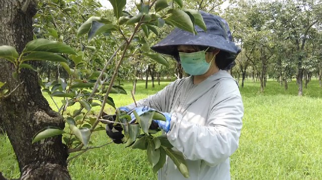 嶂山林场开展绿化养护行动 守护生态底色