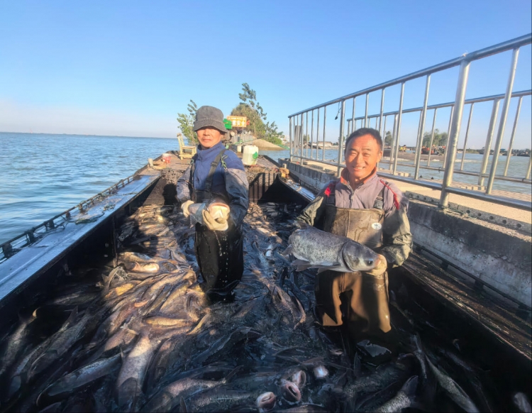 骆马湖净水网箱迎丰收  水清了 鱼肥了 价高了