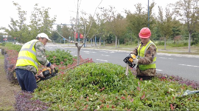 发展集团：以高标准精细化管养 助力核心区绿化品质再提升