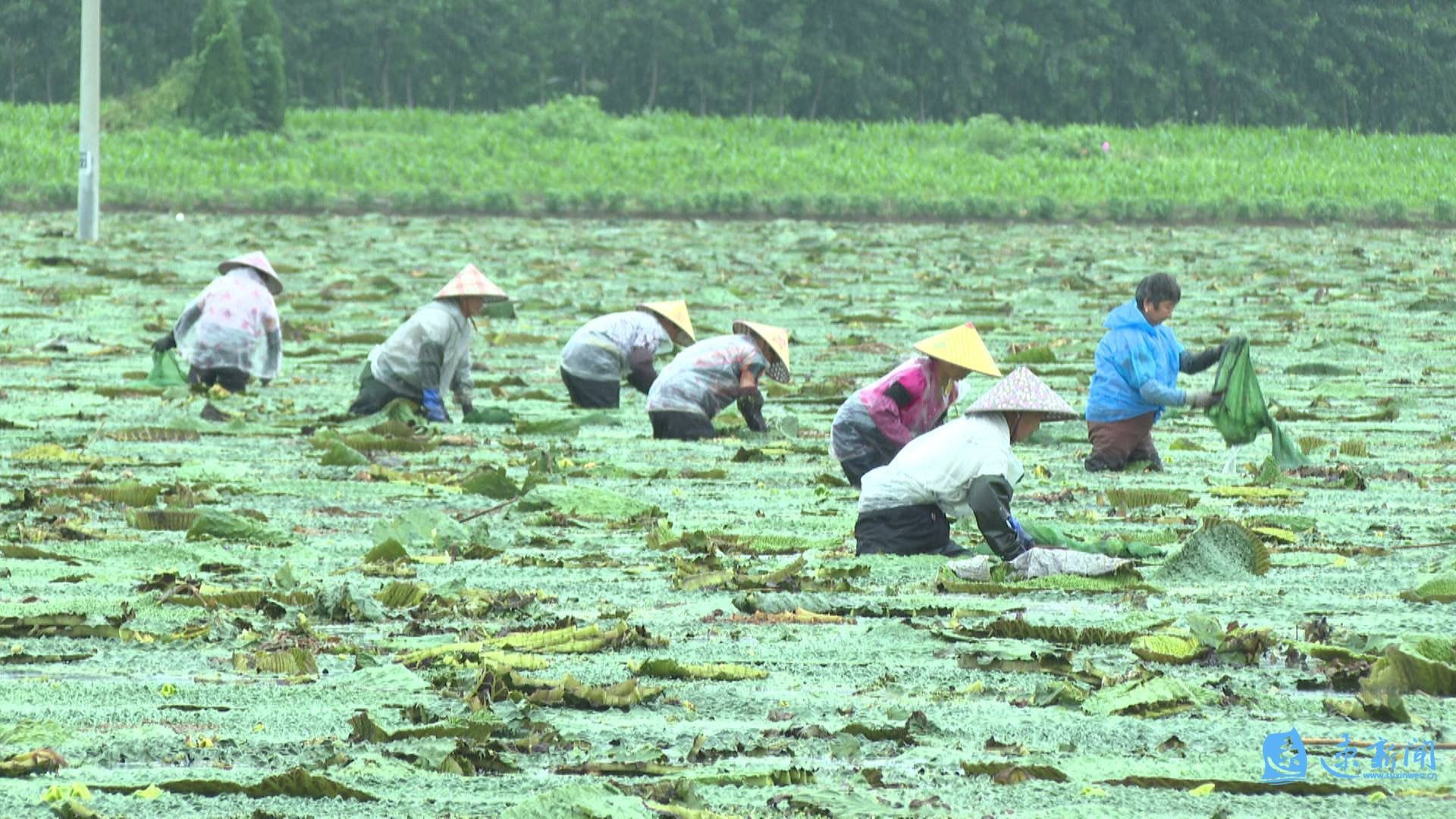 从芡实塘到辣椒地，宿迁特色种植绘就乡村振兴新图景
