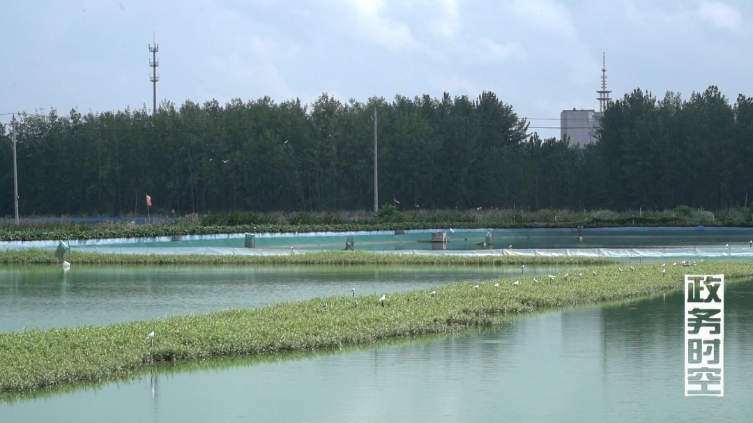 临淮镇：产业筑基 生态赋能 共绘乡村振兴新画卷VA0.mp4.00_01_45_07.Still004.jpg