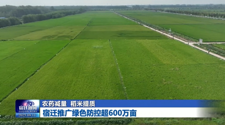 农药减量 稻米提质 | 宿迁推广绿色防控超600万亩