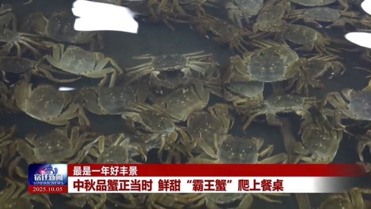 最是一年好丰景 | 中秋品蟹正当时 鲜甜“霸王蟹”爬上餐桌